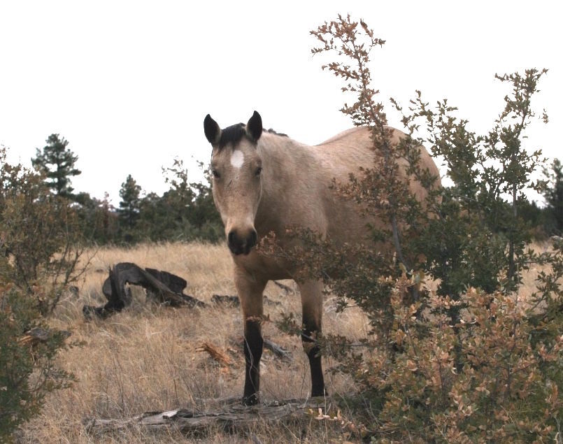 Heber Wild Horses